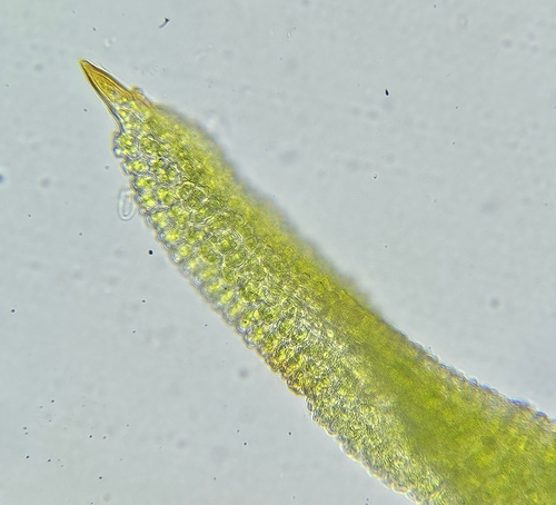 Image of Bryoerythrophyllum recurvirostrum by (c) Helen Waterman, some rights reserved (CC BY)