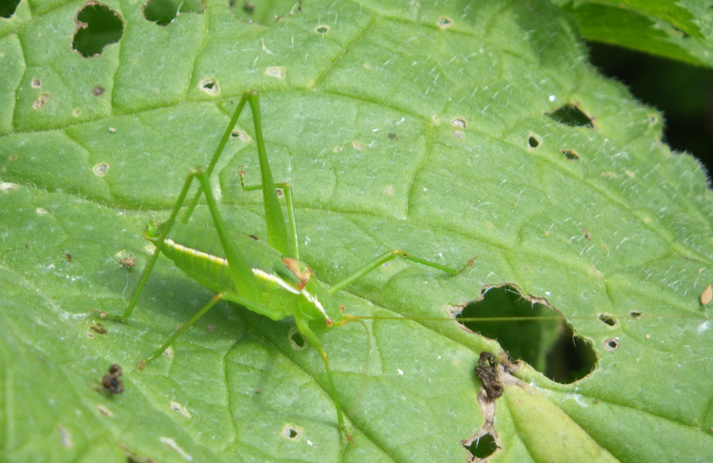 Odontura glabricauda