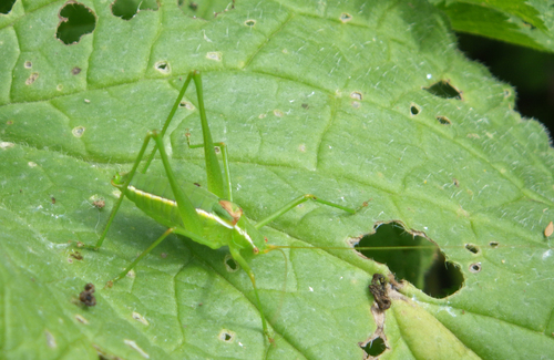 Odontura glabricauda