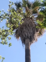Washingtonia filifera