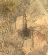Lithobates sylvaticus