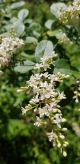 Ligustrum sinense