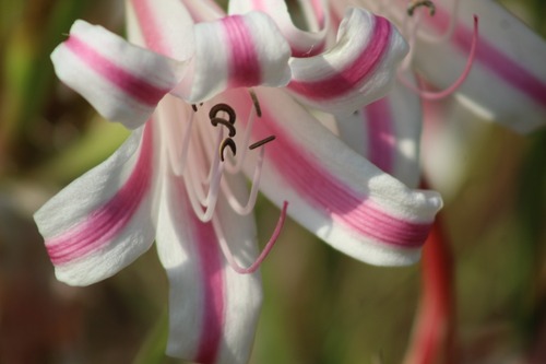 Crinum stuhlmannii delagoense