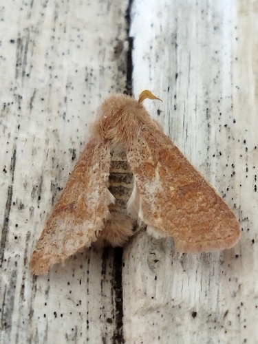 Blossom Underwing