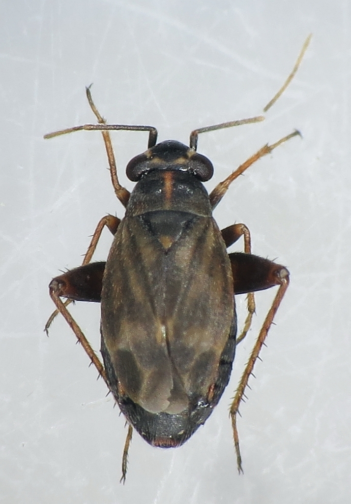 Chlamydatus opacus