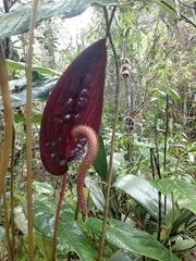 Anthurium caramantae