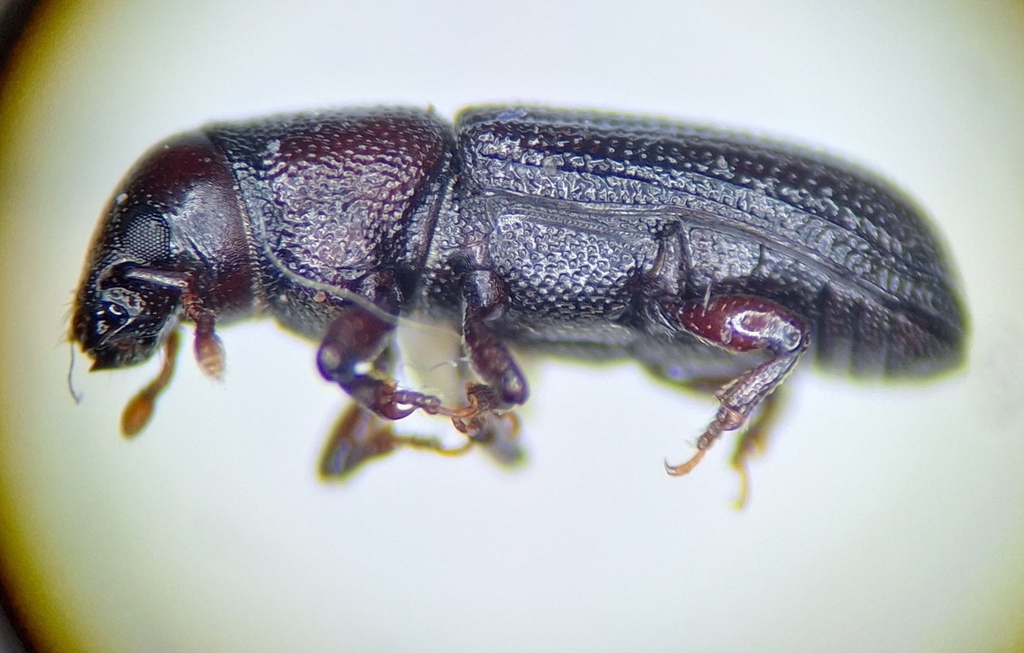 Rhyncolus stacesmithi