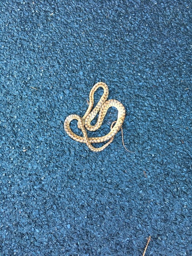 Brown Tree Snake sighting