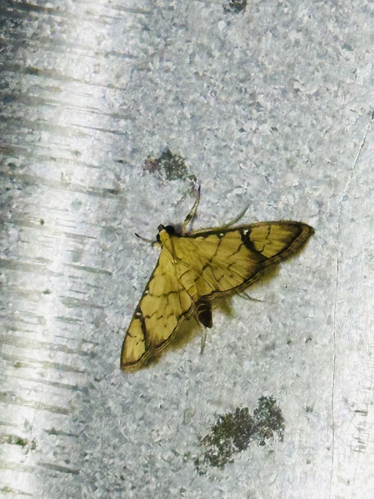 Lamprosema argyropalis