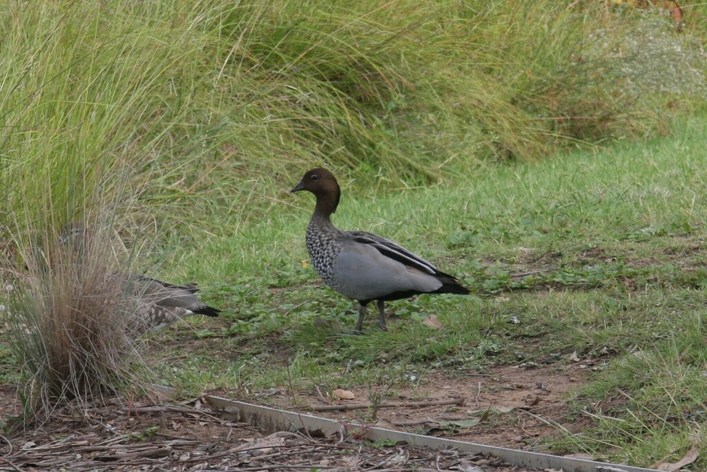 Australian Wood Duck from Jordan Springs NSW 2747, Australia on March ...