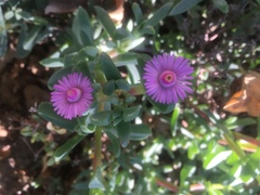 Oscularia vredenburgensis