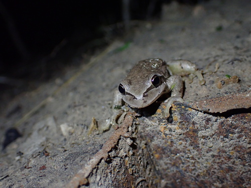 Lemon-Yellow Tree Frog, Hyla savignyi