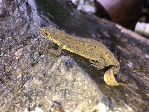 Carpathian Newt, Pylypets'ka, Zakarpattia Oblast, UA, photo 9 of 10