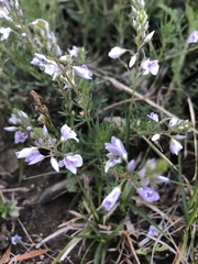 Veronica multifida