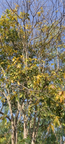 Three-leaf soapberry (Sapindus trifoliatus)