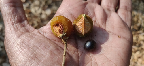 Image of Sapindus trifoliatus by (c) T R Shankar Raman, some rights reserved (CC BY)