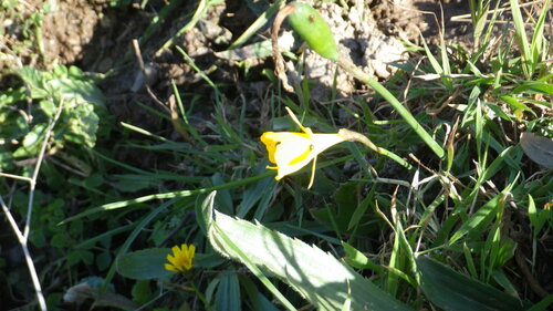 Image of Narcissus obesus by no rights reserved