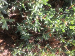 Oscularia vredenburgensis