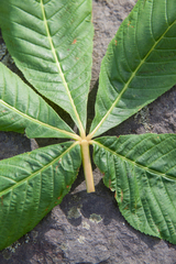 Aesculus turbinata