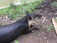 Tapirus