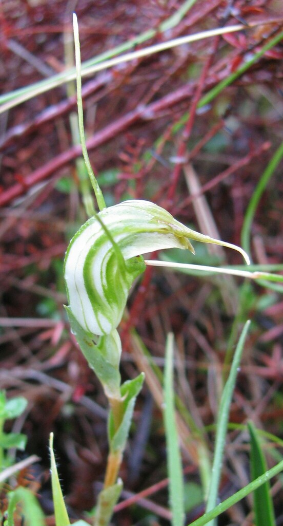 Pterostylis decurva