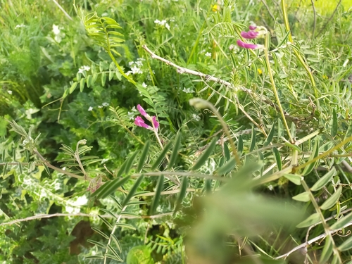 Image of Vicia monantha by (c) Jorge Íñiguez, some rights reserved (CC BY)