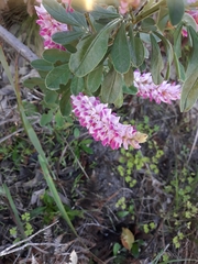 Indigofera cytisoides