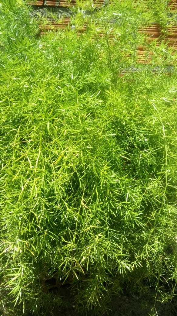 Asparagus aethiopicus