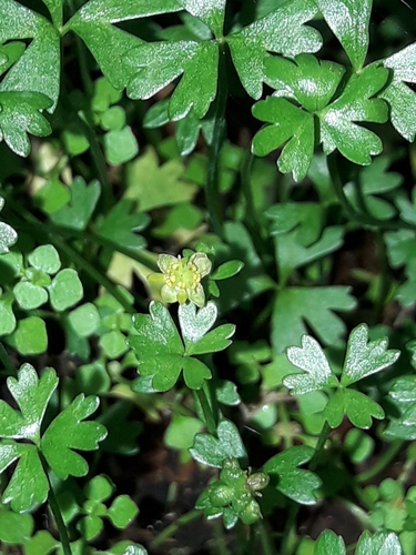 Image of Ranunculus amphitrichus by (c) naturewatchwidow, some rights reserved (CC BY)