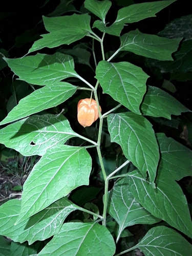 Alkekengi officinarum