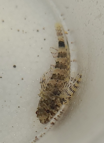 Carmine triplefin (Enneanectes carminalis) — Tripterygiidae — 4