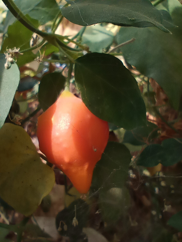Momordica balsamina, Madeinat Kassala, Sudan