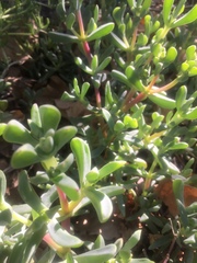 Oscularia vredenburgensis