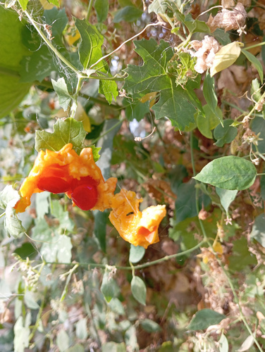 Momordica balsamina