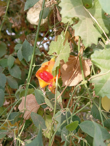 Momordica balsamina