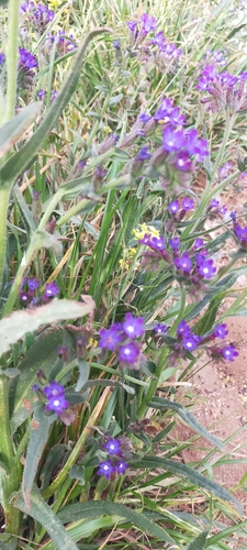 Image of Anchusa undulata by (c) Jorge Íñiguez, some rights reserved (CC BY)