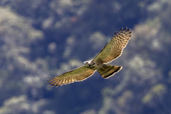 Philippine Honey-Buzzard photo 3