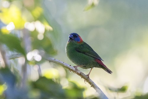 Red-eared Parrotfinch (Erythrura coloria) · iNaturalist United Kingdom