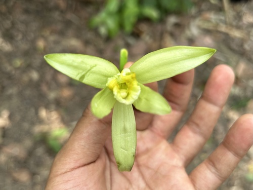 Vanilla planifolia