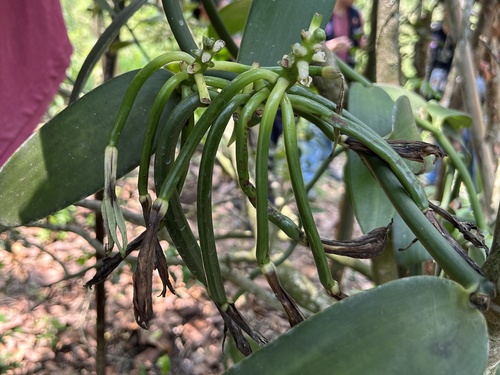 Vanilla planifolia