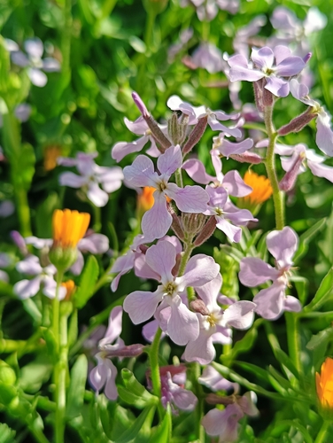 Image of Matthiola lunata by (c) Mehdi Chetibi, some rights reserved (CC BY)