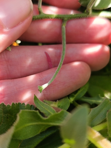 Image of Matthiola lunata by (c) Mehdi Chetibi, some rights reserved (CC BY)