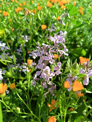 Image of Matthiola lunata by (c) Mehdi Chetibi, some rights reserved (CC BY)