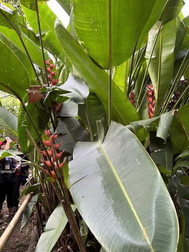 Purple heliconia (Heliconia bourgaeana)