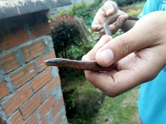 Atractus lasallei