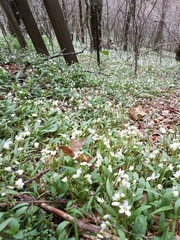 Claytonia caroliniana