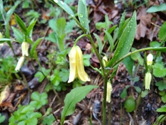Uvularia puberula