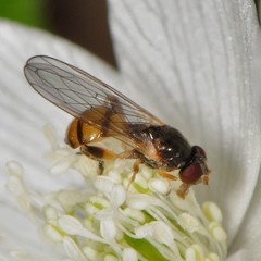 Sphegina