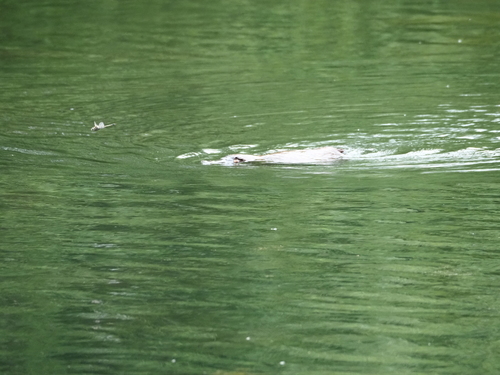 Platypus