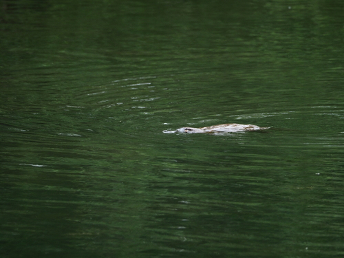 Platypus